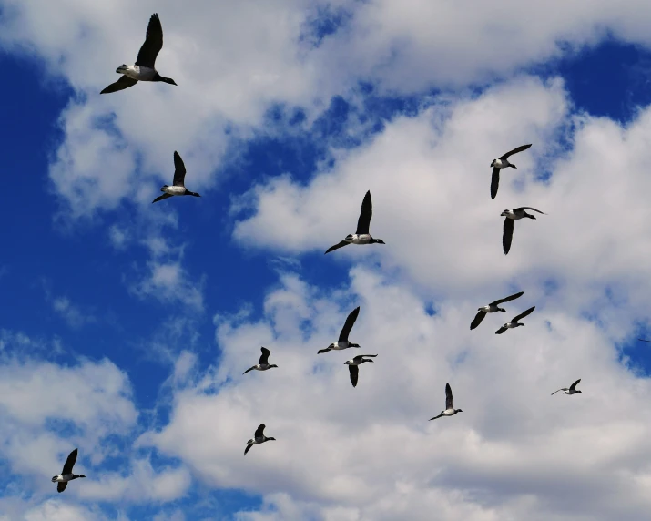 several birds flying and flapping in a cloudy blue sky