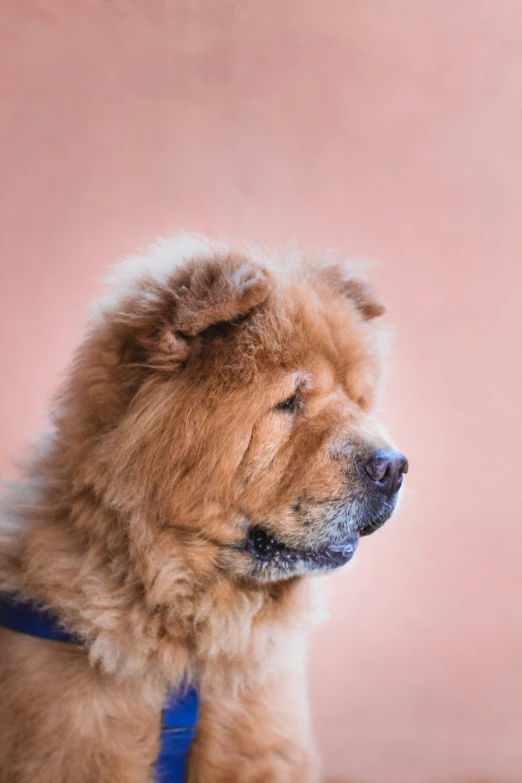 a brown dog with a blue harness and his head close to the ground