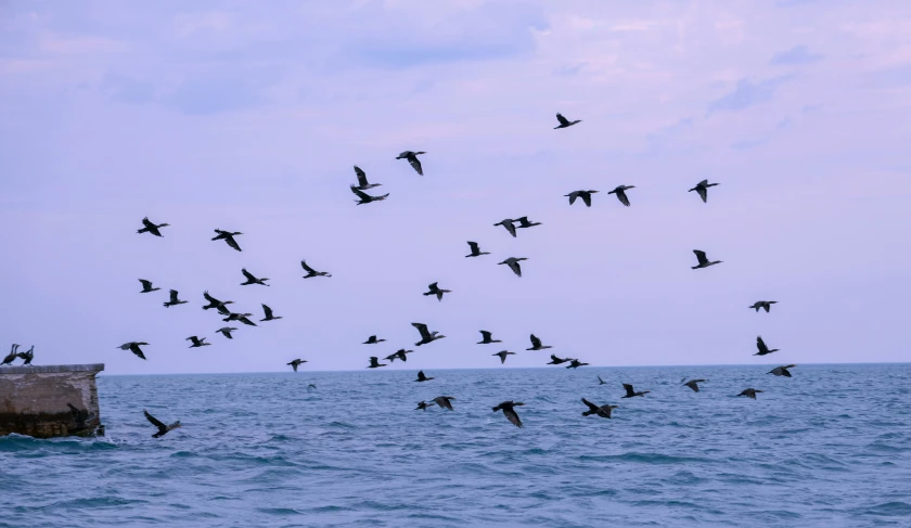 a flock of birds flying over the water at dusk