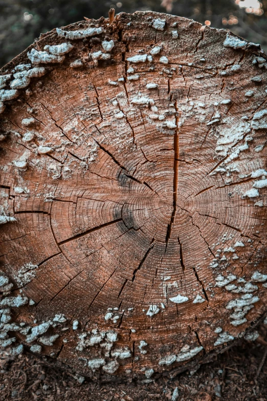 an old wooden stump with a white streak