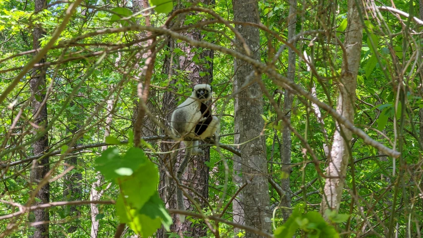 a bird perched on a tree nch in a green forest