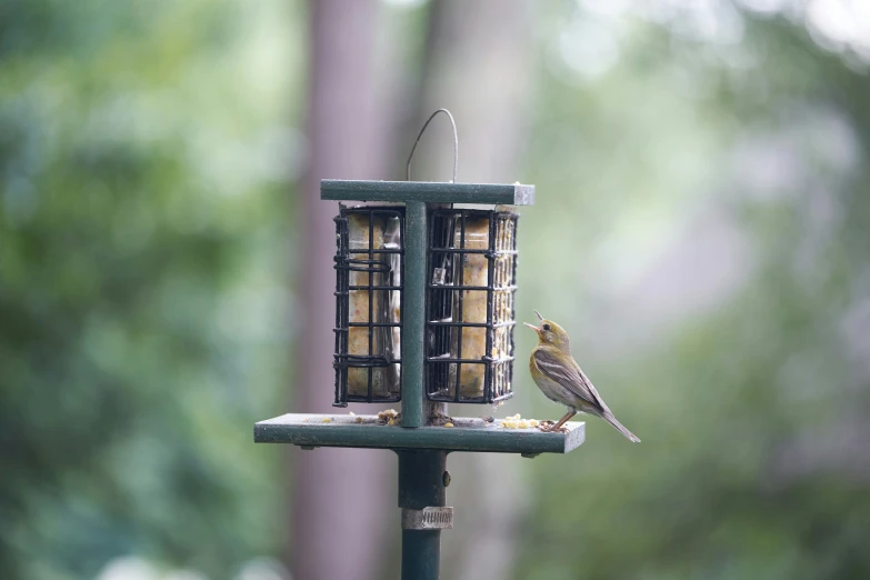 a bird is sitting on a bird feeder with food