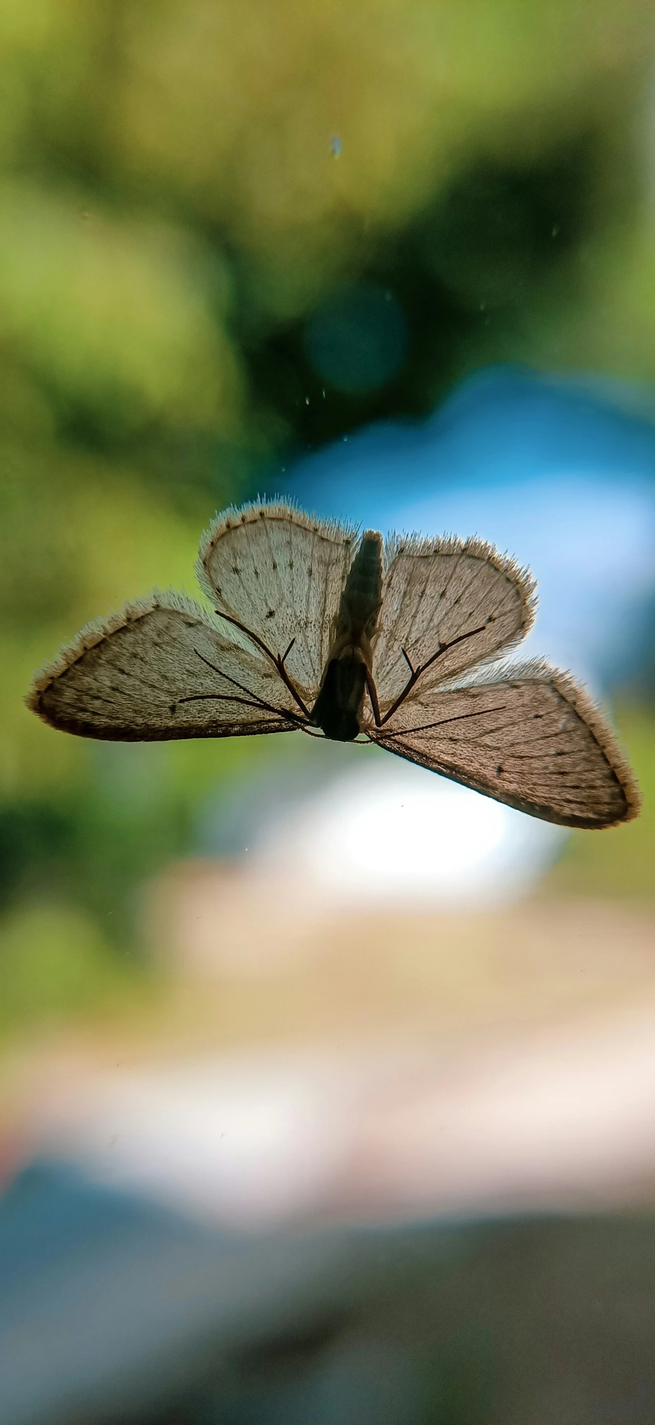 an insect is flying through the air next to the window