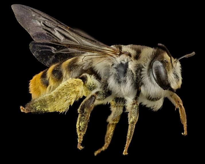 a bee is on its side, while it looks to be close up