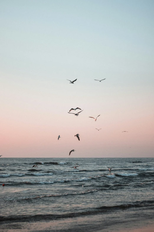 a flock of birds flying over the top of the ocean