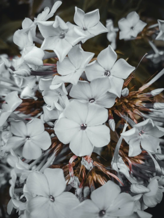 a very pretty white flower with some flowers growing