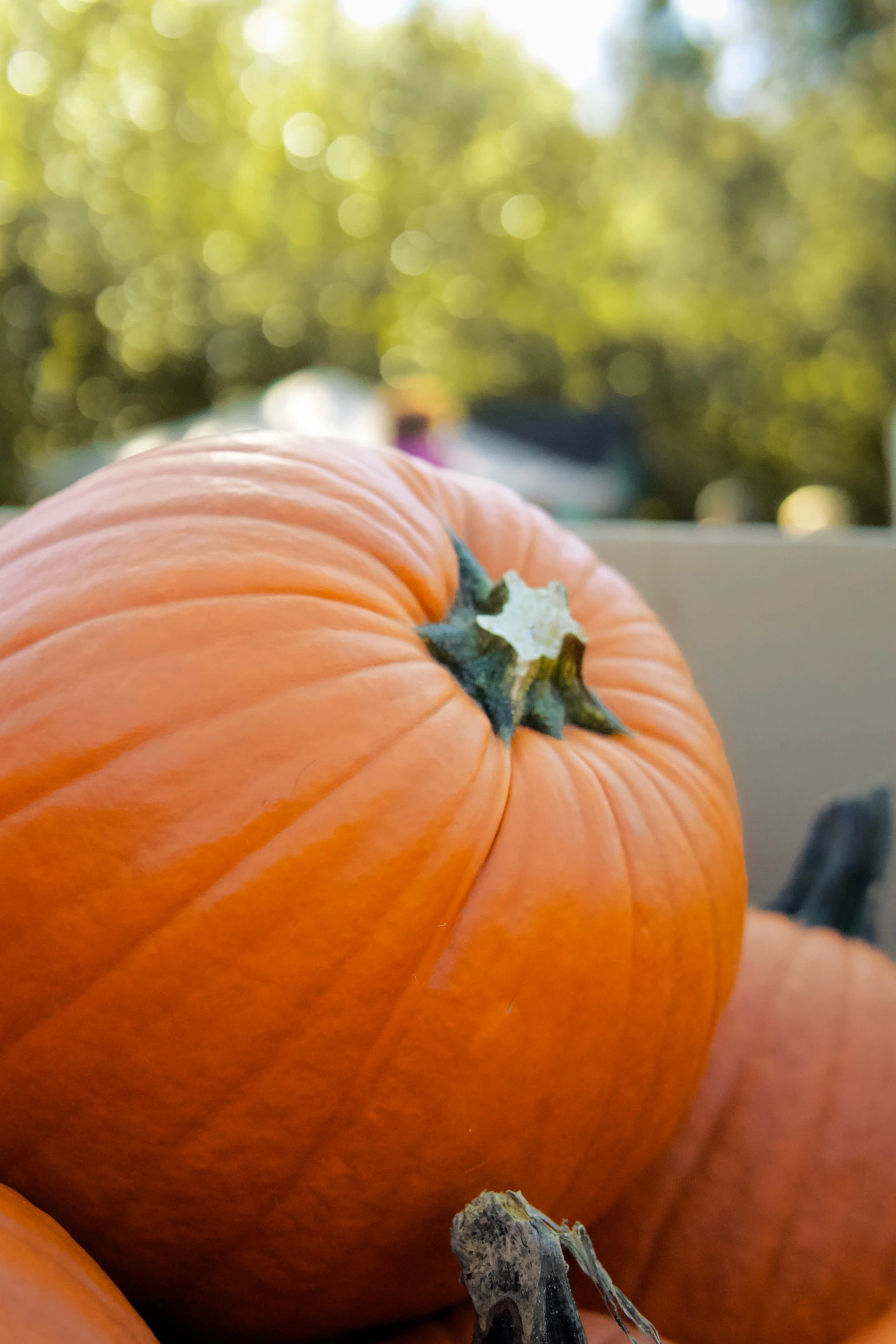 an orange pumpkin sitting in a pile