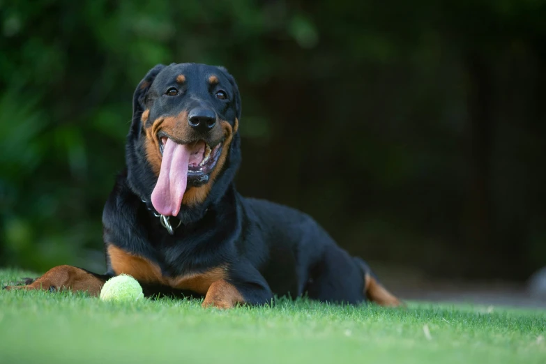 a large black dog laying on top of a grass field