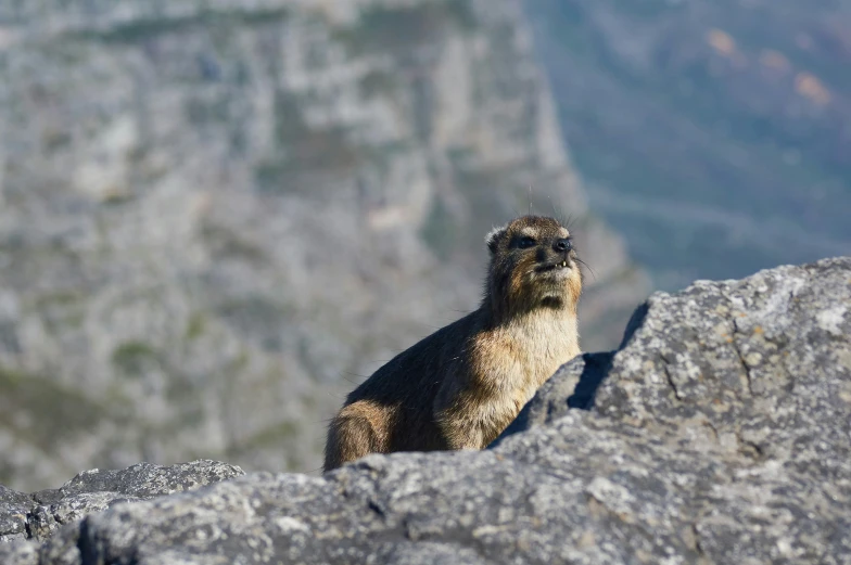 a brown and white animal standing on top of a mountain