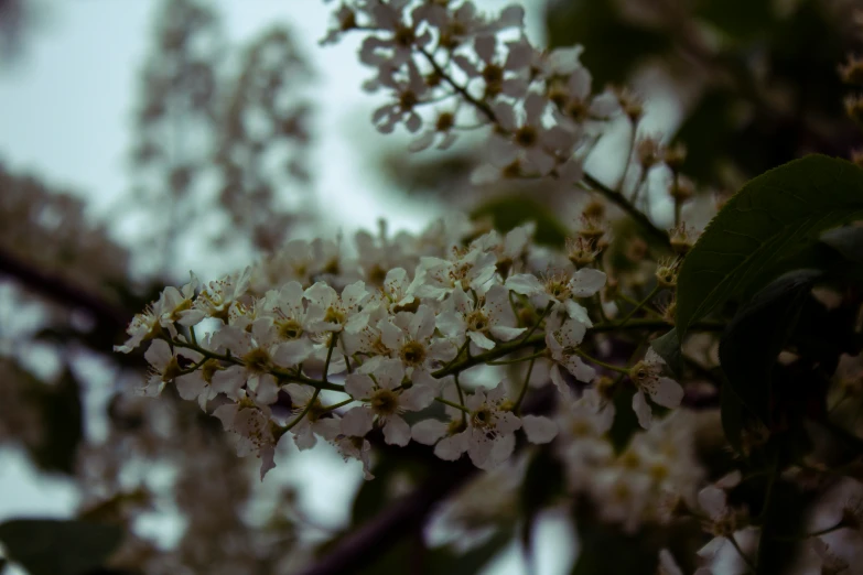 white flowers and green leaves of a tree