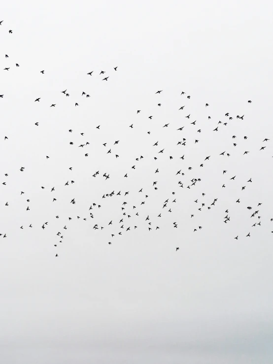 a flock of birds flying across a sky above