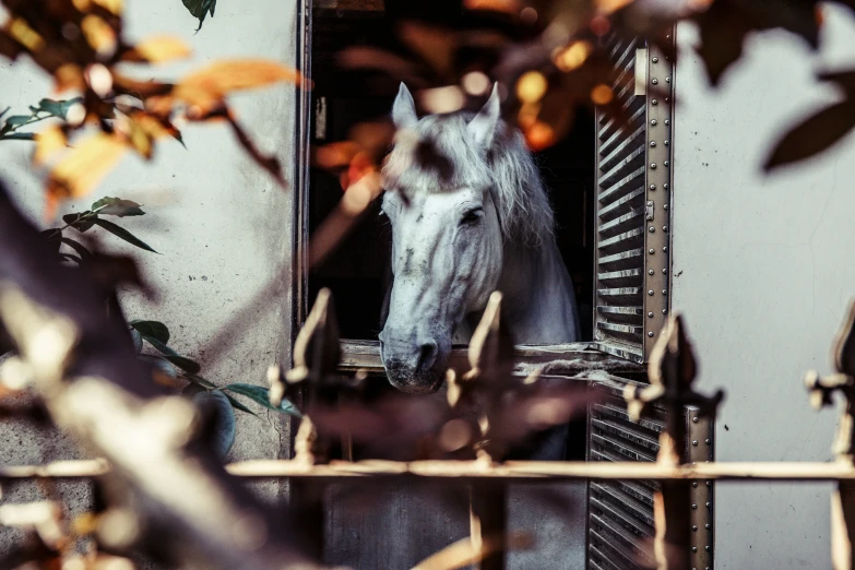 a horse is peering out through the gate