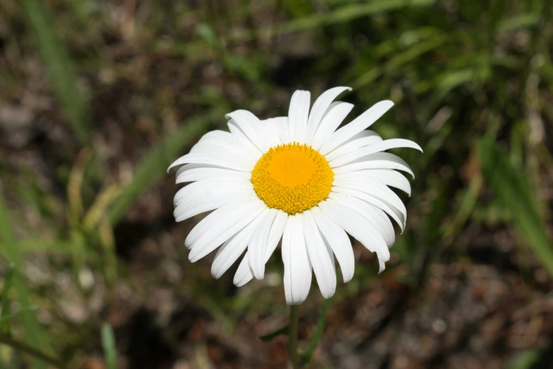 a small white and yellow flower in the middle of the grass