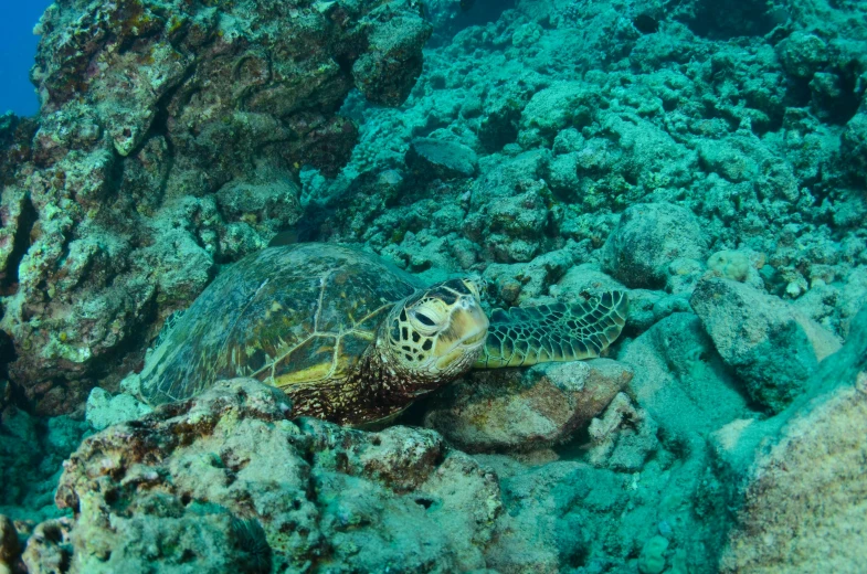 a turtle is sitting on the rocks near the sea