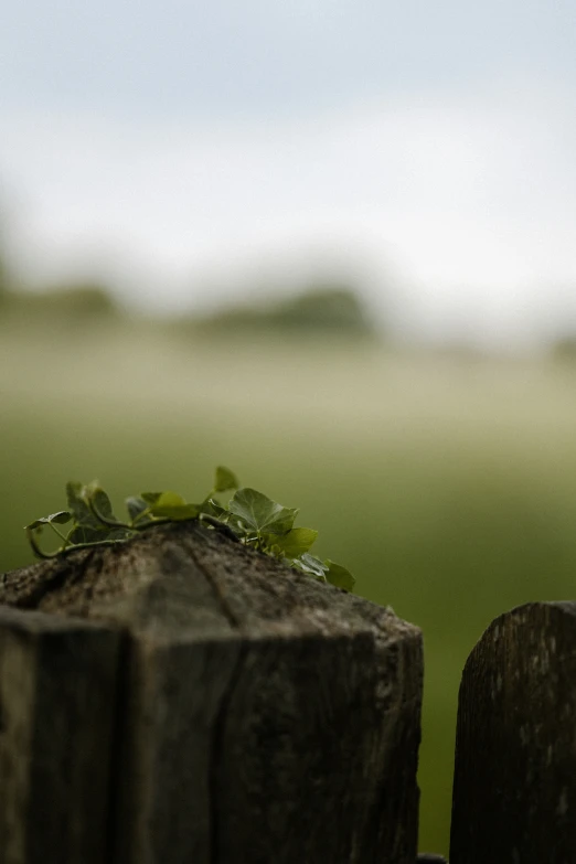 small green plant growing out of a  in a wooden post