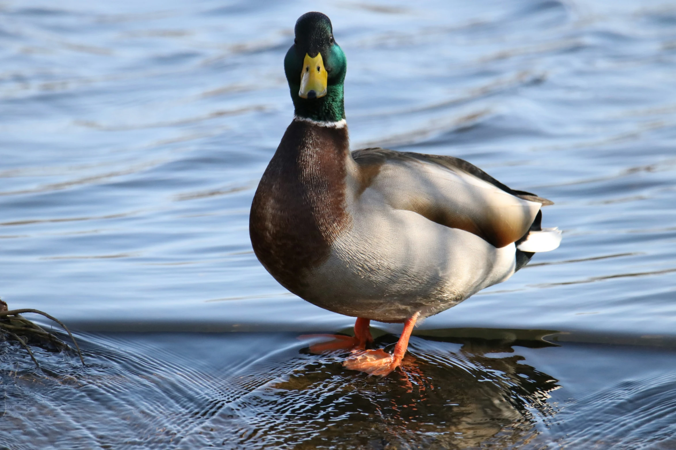 a duck standing on the edge of a body of water