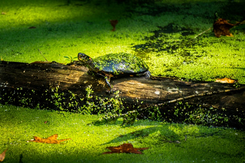 a frog sits on a log in some grass