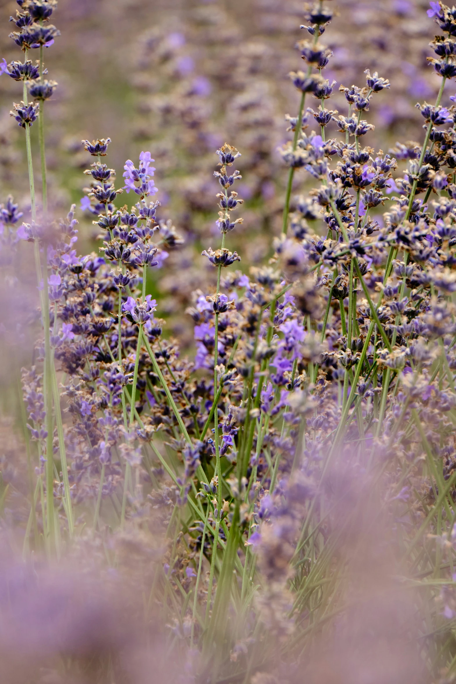 lavender flowers in an open field with little change in color