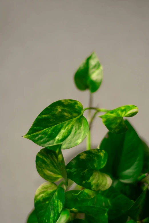 a close up of a green plant with some leaves