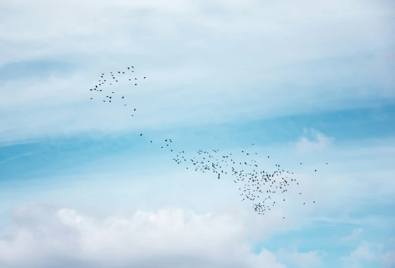 a flock of birds flying through the sky