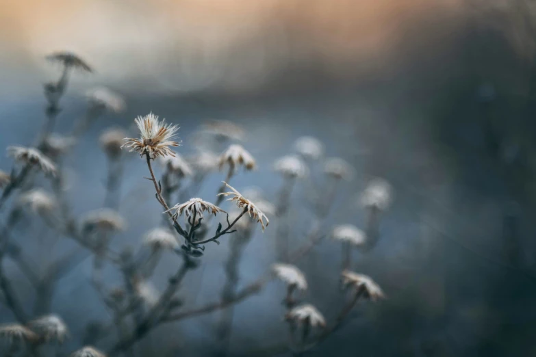 a flower with white petals next to blurry background