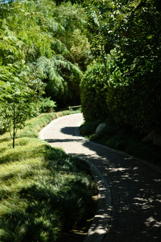 a winding path winds through the forested area