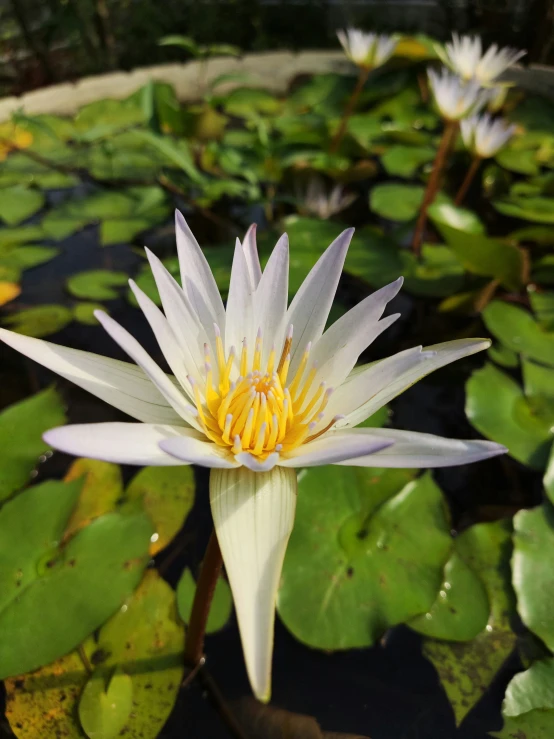 a white water lily with yellow center sitting on top of a body of water