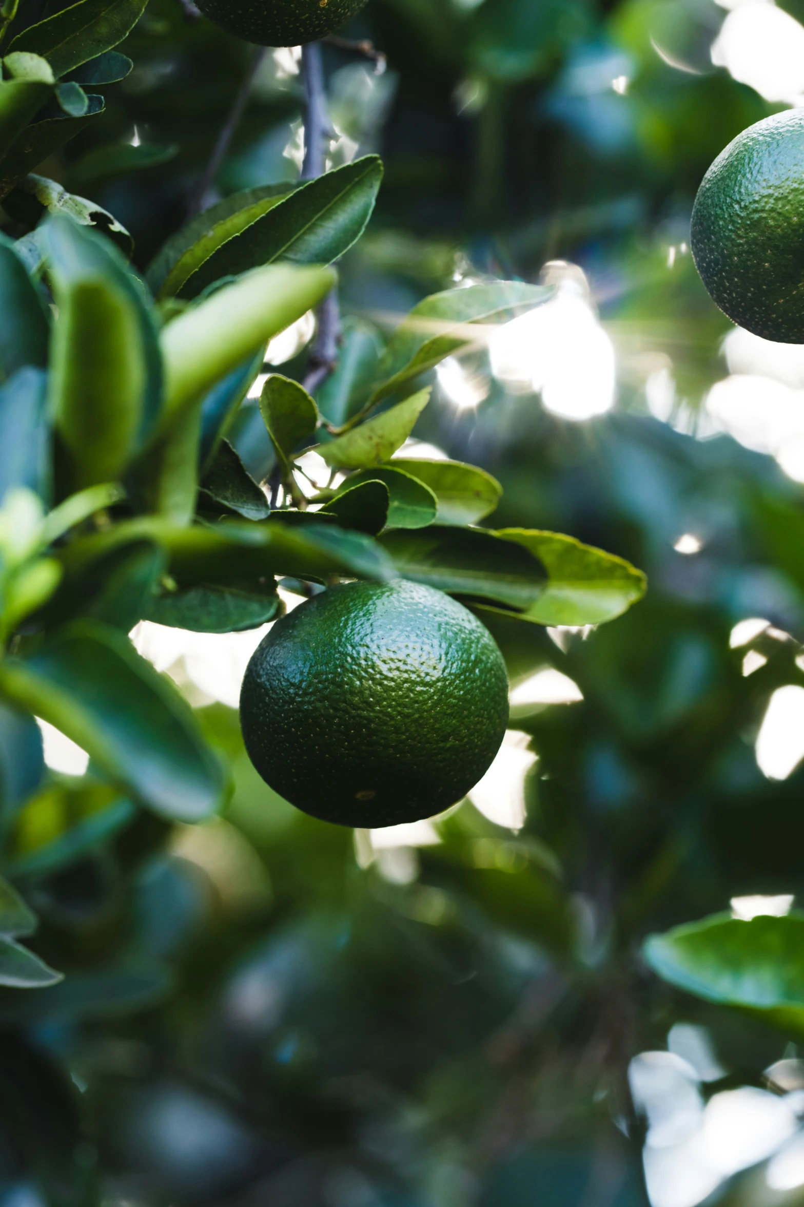 an orange tree that has some very fresh green fruit on it