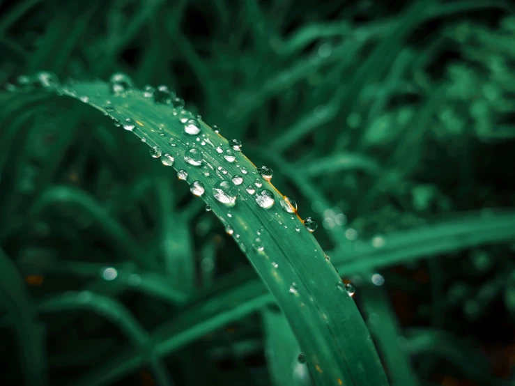 close up view of green plant with rain droplets