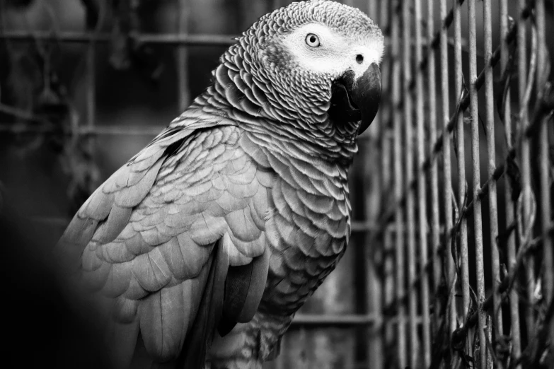 a parrot sitting on top of a fence