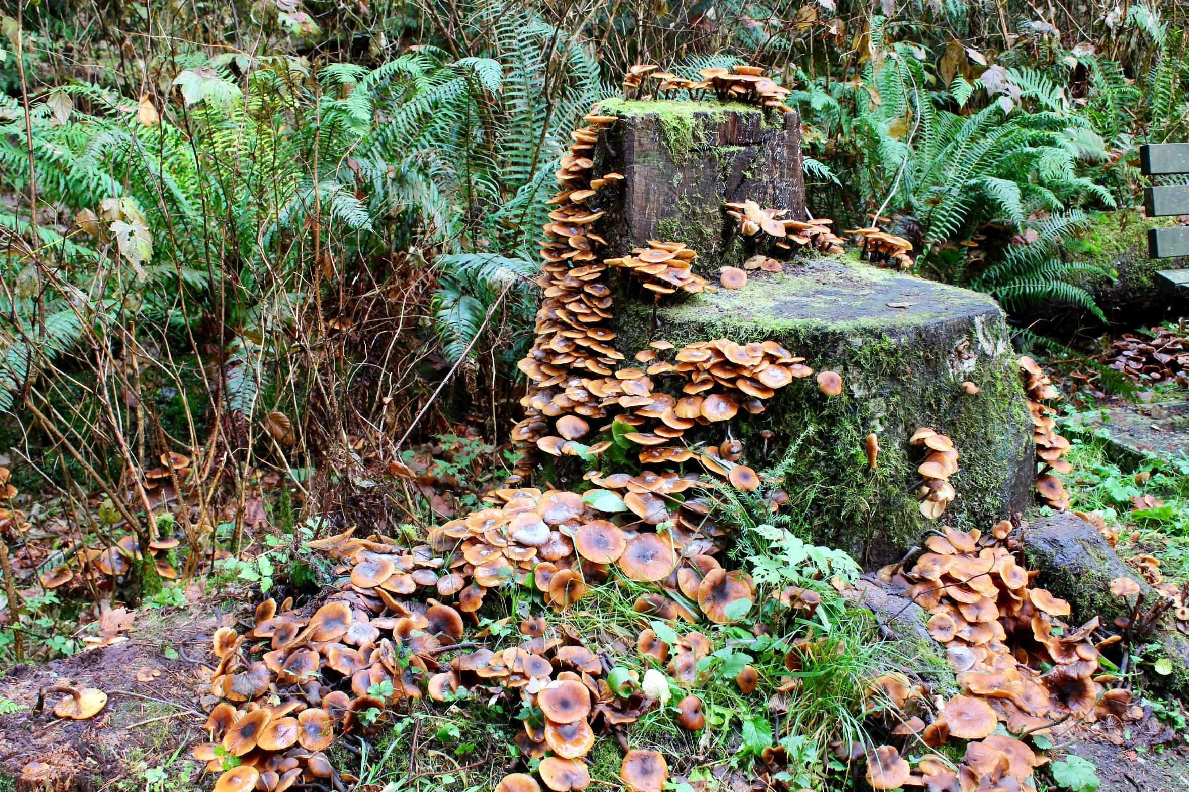 a tree trunk is filled with mushrooms and leaves