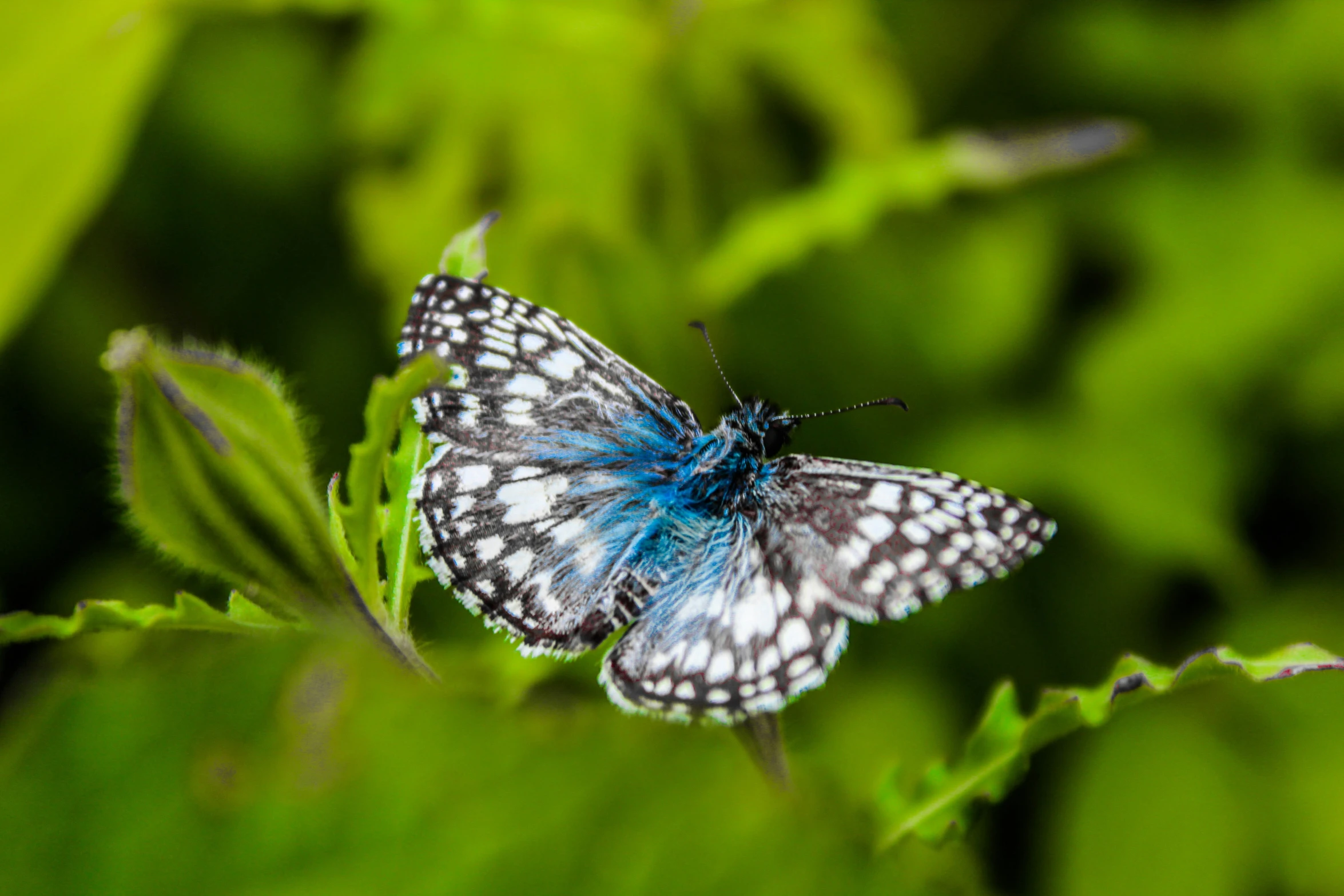 a erfly that is laying on top of a green leaf