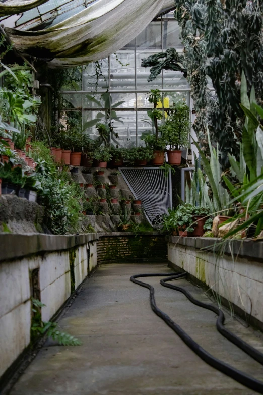 many different types of plants inside a greenhouse