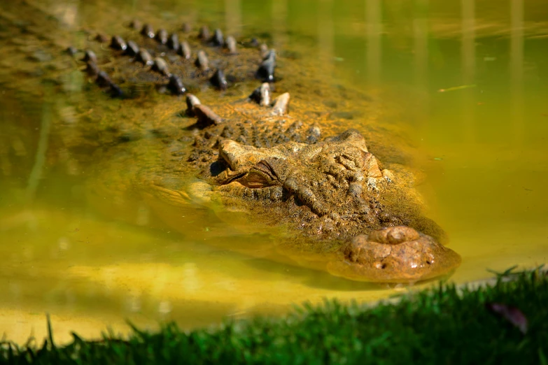 the crocodile has an array of birds on his head