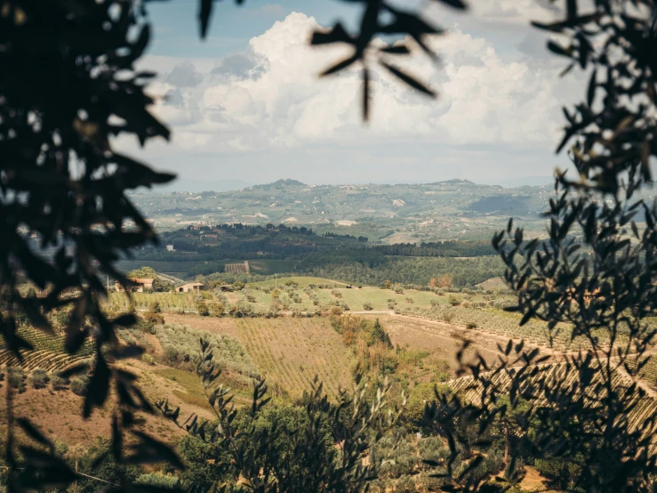 the view from a hill is through an olive - tree's leaves