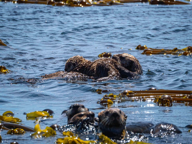 an image of a group of otters swimming