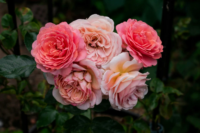 several pink roses with green leaves on the ground