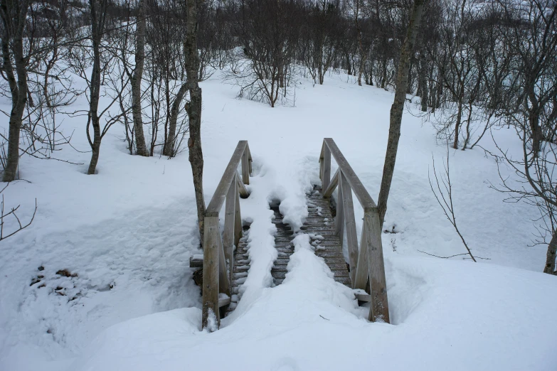 snow scene of a wooden path through a wooded area