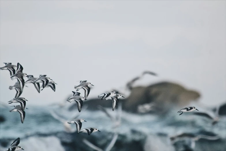 a flock of birds flying above the ocean