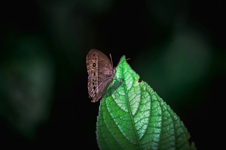 a erfly resting on top of a leaf