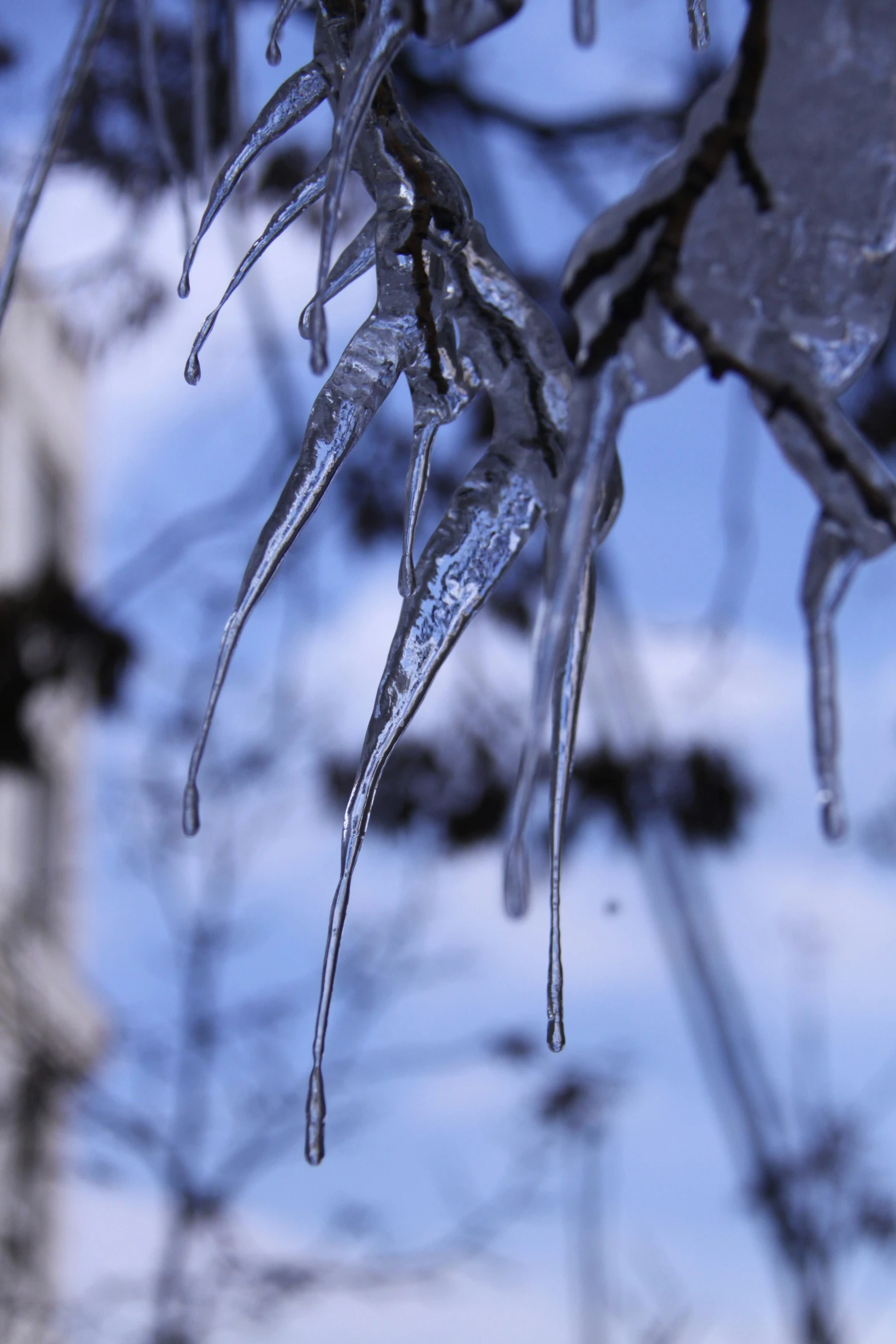 icicles hang from tree nches in front of a blue sky