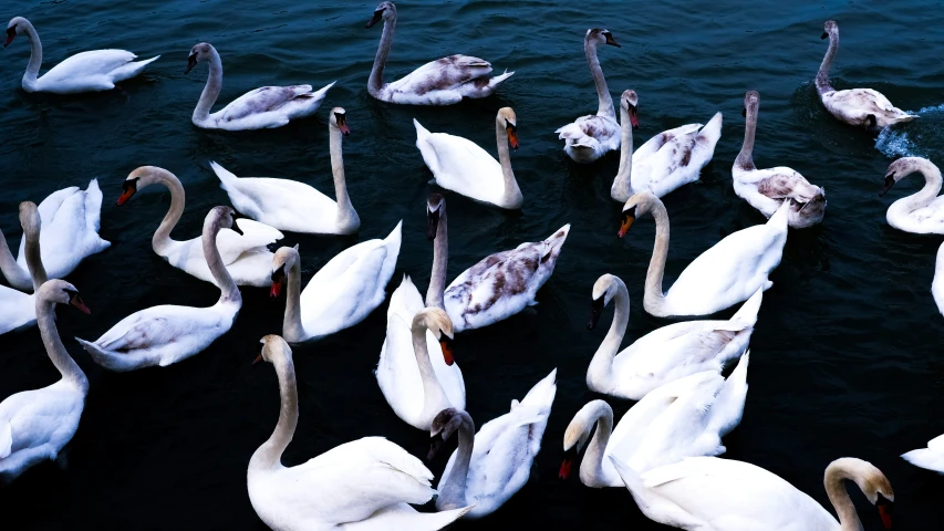 large flock of white birds gathered on top of a body of water