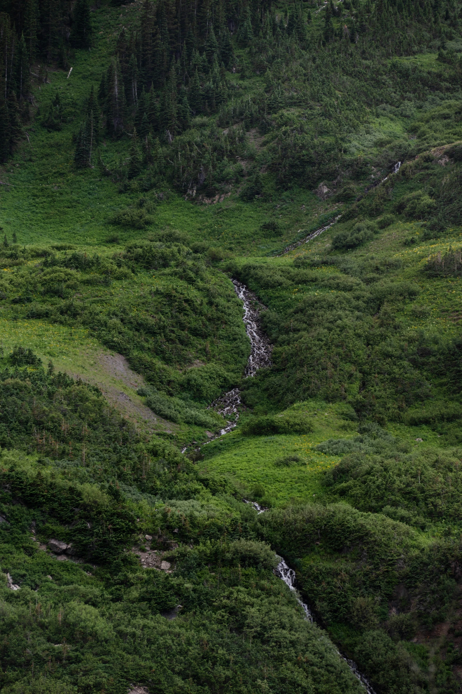 two bears walking on the lush green hillside