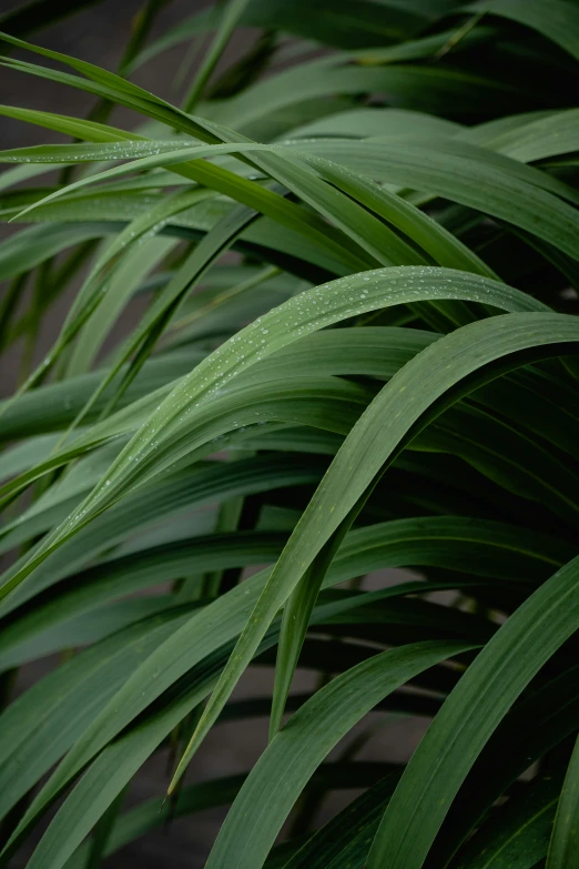 close up of green leaves in sunlight