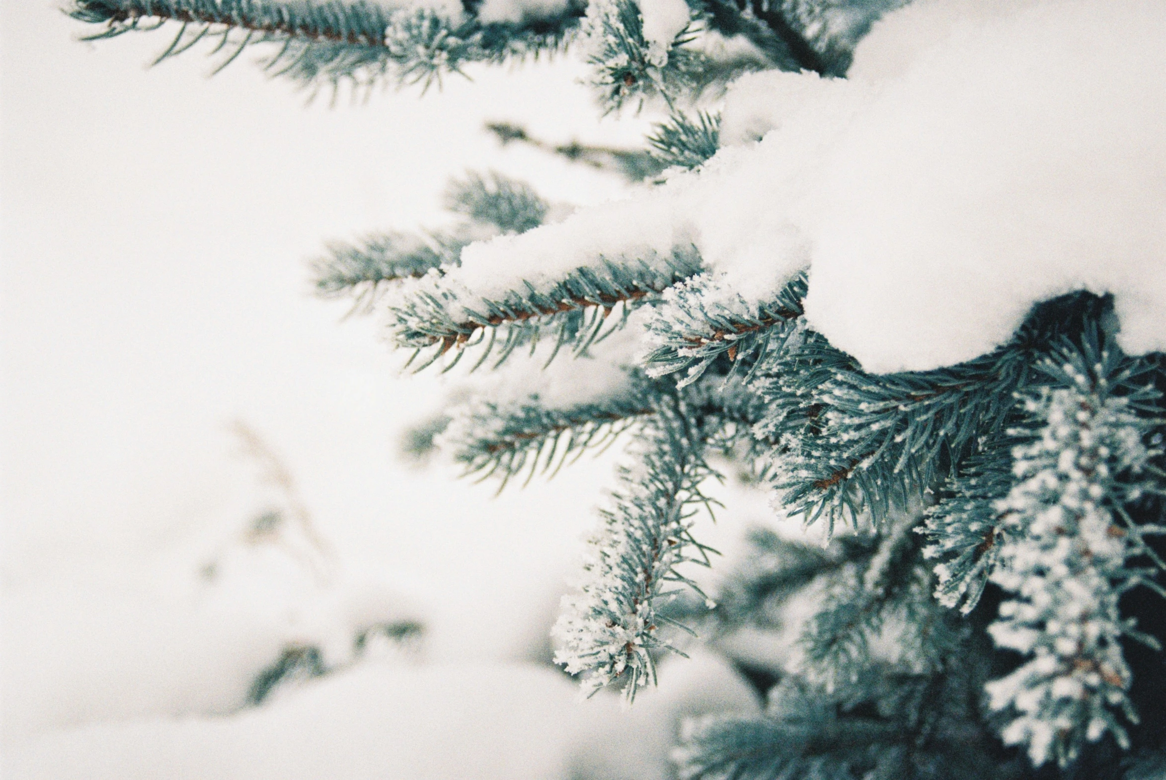 the needles of evergreen trees are covered in snow