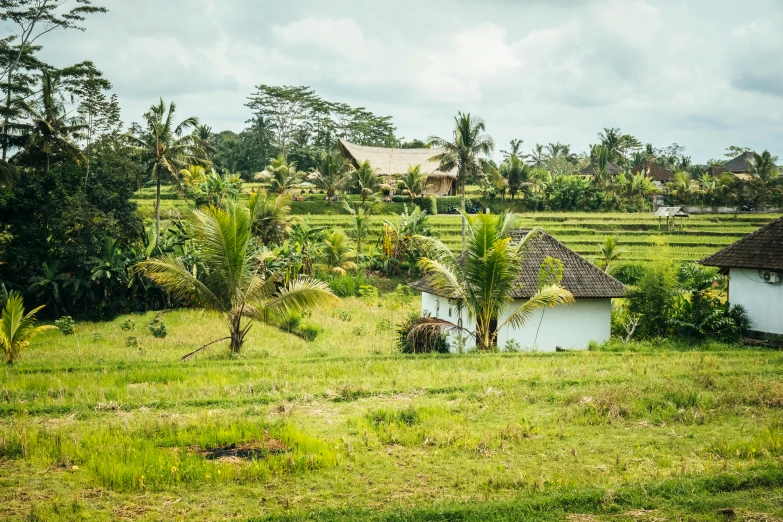 an area of a tropical village with several houses in the middle of it