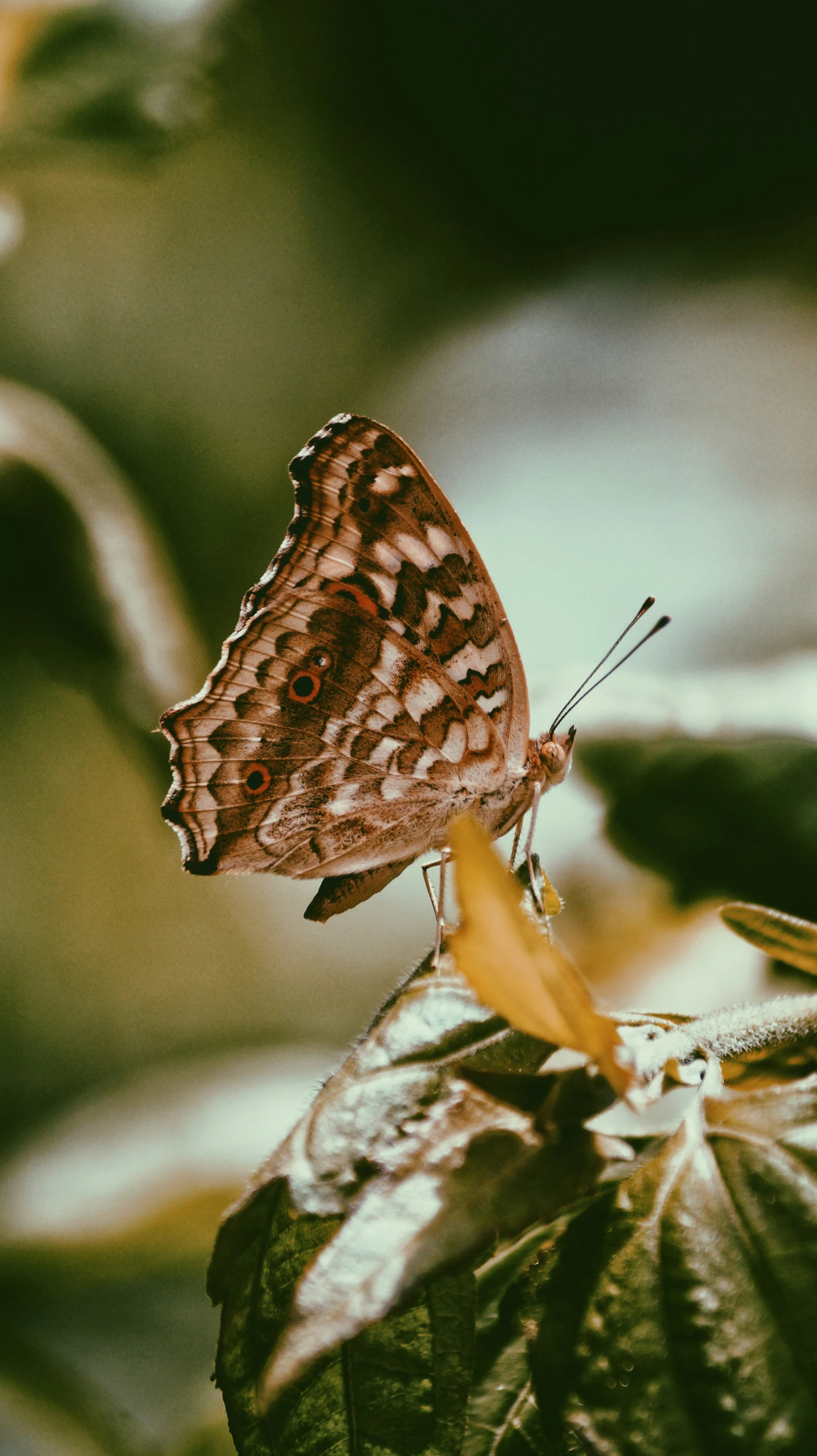 there is a brown and white erfly sitting on a leaf