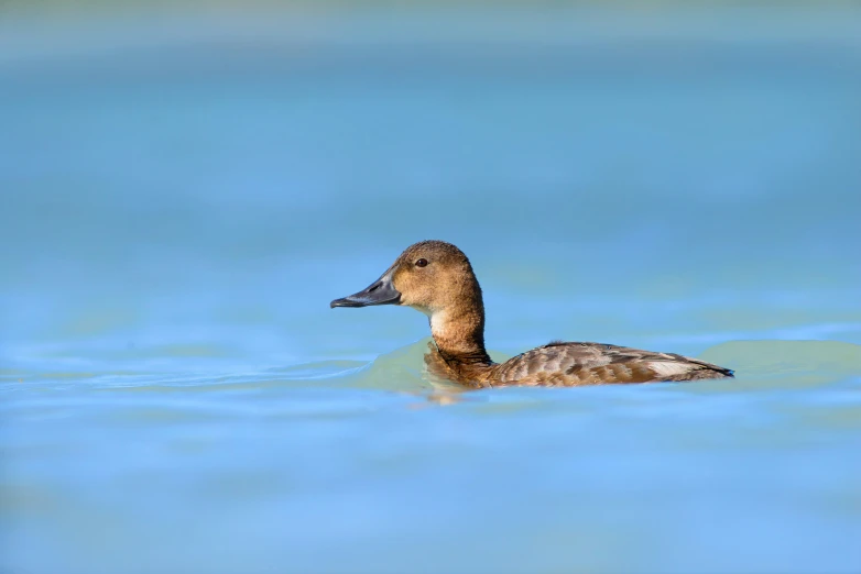 a duck floats in the calm blue water