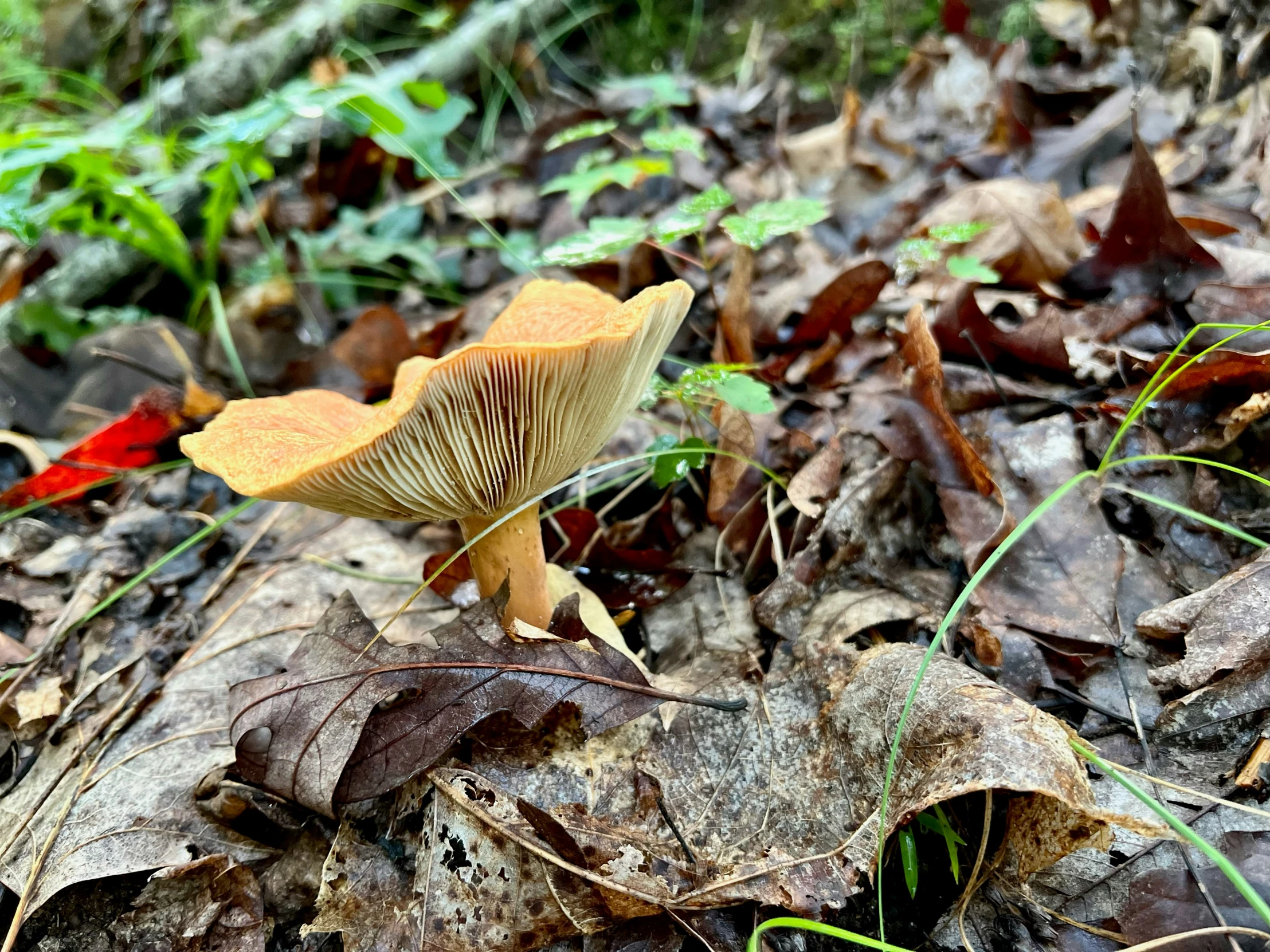 a yellow mushroom sits on top of leaves on the ground