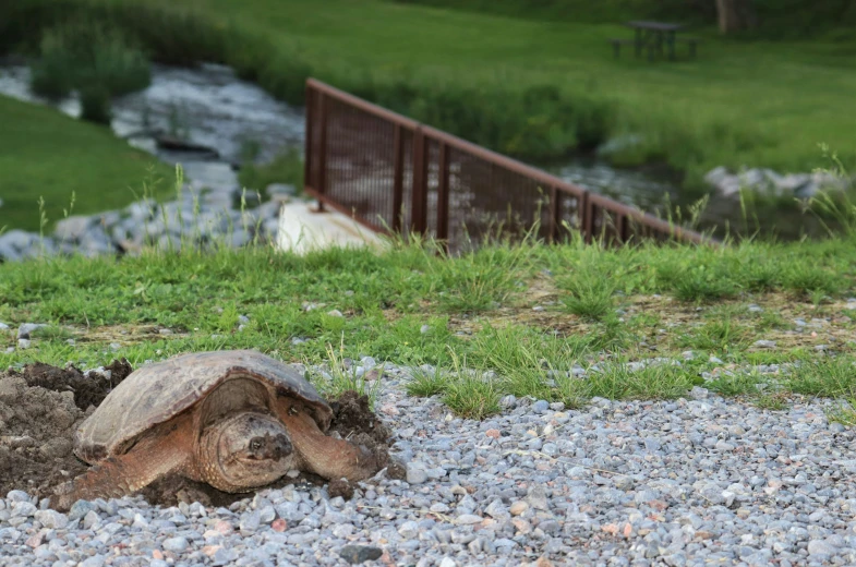 there is a turtle that is sitting in the dirt